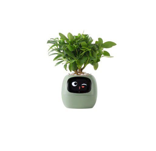 PlantiBoy