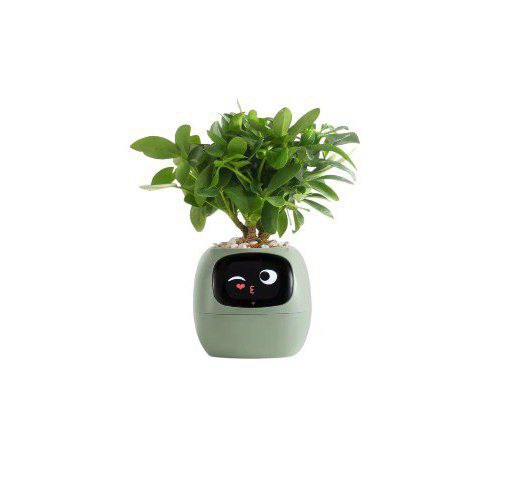 PlantiBoy
